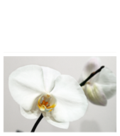 Салон красоты Космо