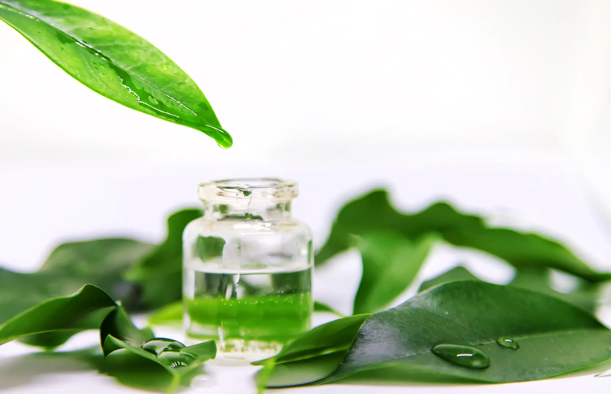 Зеленый чай в косметике: подбор ухода для кожи и волос с учетом индивидуальных потребностей